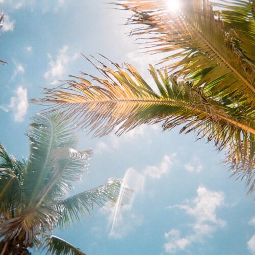 Sunny Day
